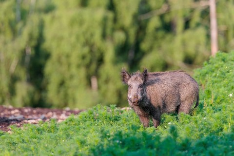 A wild boar (Sus scrofa) stands in a field of wild chamomile (Matricaria chamomilla). Bavaria,