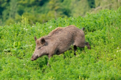 A wild boar piglet (Sus scrofa) runs across a field of wild chamomile (Matricaria chamomilla).