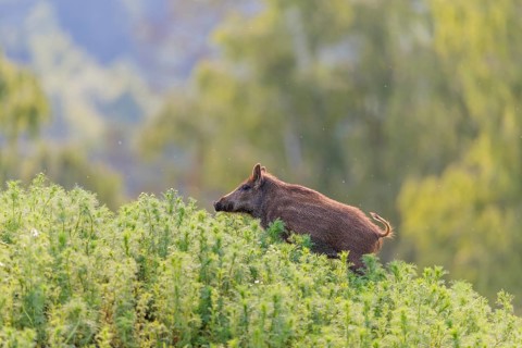 A young wild boar (Sus scrofa) stands in a field of wild chamomile (Matricaria chamomilla).