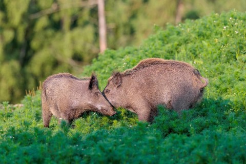 Two young wild boar (Sus scrofa) stand in a field of wild chamomile (Matricaria chamomilla),