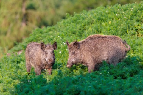 Two wild boar (Sus scrofa) stand in a field of wild chamomile (Matricaria chamomilla). Bavaria,