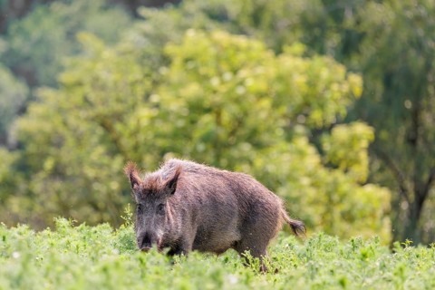 A wild boar (Sus scrofa) stands in a field of wild chamomile (Matricaria chamomilla). Bavaria,