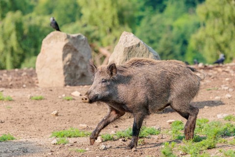 A wild boar (Sus scrofa) runs across dry clearing. A jackdaw (Coloeus monedula) can be seen in the