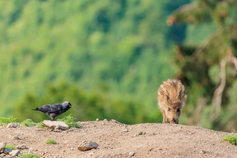 A wild boar piglet (Sus scrofa) is standing in a dry clearing looking for food. A jackdaw (Coloeus