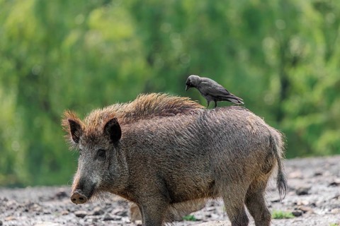 A jackdaw (Coloeus monedula) sits on the back of a wild boar (Sus scrofa). Bavaria, Germany