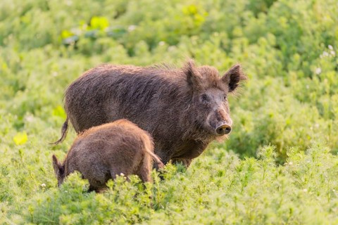 An adult wild boar and a piglet (Sus scrofa) stand in a field of wild chamomile (Matricaria