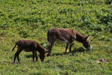 Donkey, domestic donkey (Equus asinus asinus) with foal, on pasture, Étretat, Normandy,