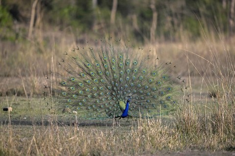Indian peacock (Pavo scalloped ribbonfish), Corbett National Park, near Ramnagar, Uttarakhand