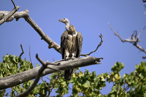 Snow Vulture or Himalayan Vulture (Gyps himalayensis), Corbett National Park, near Ramnagar,