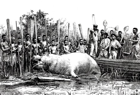 The native tribe has killed a hippopotamus, Hippopotamus amphibius, around 1880, Congo, Africa,