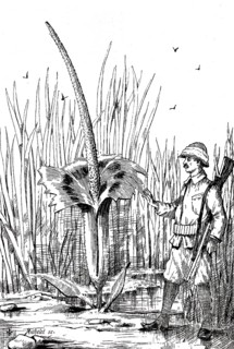 Flowering titanium root, Amorphophallus titanum, on Sumatra, next to a hunter, around 1880,