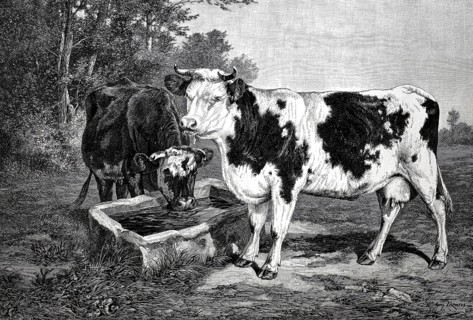 Agriculture, A water trough for cows in the pasture, two cows drinking, 1880, France, Historical,