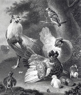 A chicken family, chicken yard, rooster and hen with chicks, steel engraving after a painting by