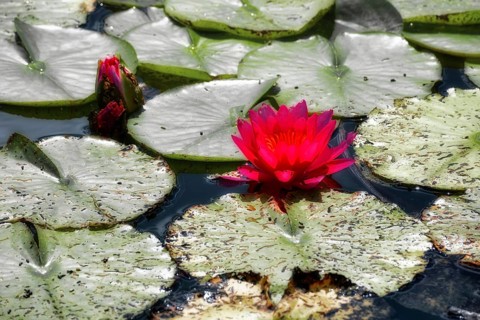 Red water lilies (Nymphaea) on green leaves in a pond, graphically processed, Germany