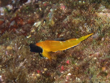 Black-faced blenny (Tripterygion delaisi), among algae on the seabed in the Mediterranean Sea near