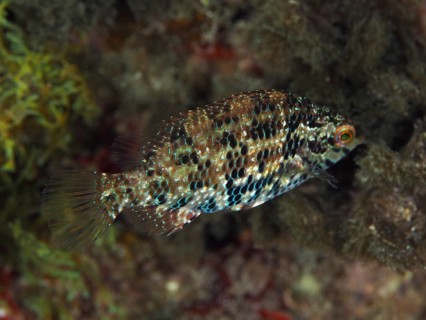 Fish with camouflaged scale pattern, Five-spotted wrasse (Symphodus roissali), swimming above the