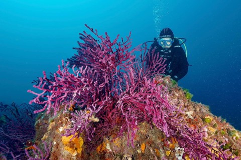 Diver underwater exploring Violescent sea-whip (Paramuricea clavata) on a rock in the Mediterranean