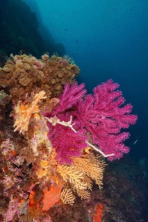 Violescent sea-whip (Paramuricea clavata) and yellow gorgonian (Eunicella cavolinii) in bright