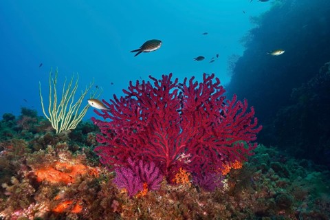 Vivid red Violescent sea-whip (Paramuricea clavata) and small fish under water in the Mediterranean