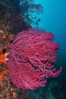 Violescent sea-whip (Paramuricea clavata) in a clear blue sea during a dive in the Mediterranean
