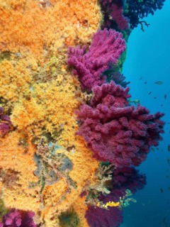 Violescent sea-whip (Paramuricea clavata) and Yellow cluster anemone (Parazoanthus axinellae) form