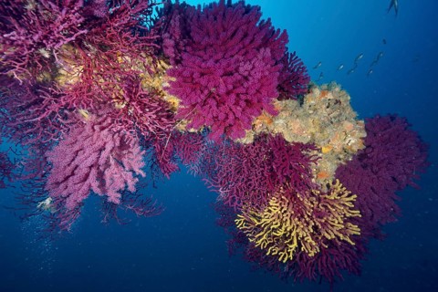 Violescent sea-whip (Paramuricea clavata) in a living underwater ecosystem in the Mediterranean Sea