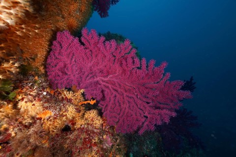 Bright pink Violescent sea-whip (Paramuricea clavata) on an underwater rock in the Mediterranean