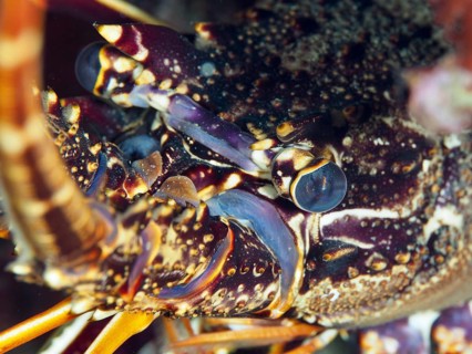 Close-up of a European spiny crayfish (Palinurus elephas) with detailed view of the head in the