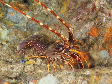 European spiny crayfish (Palinurus elephas) on a reef in the Mediterranean Sea near Hyères, dive
