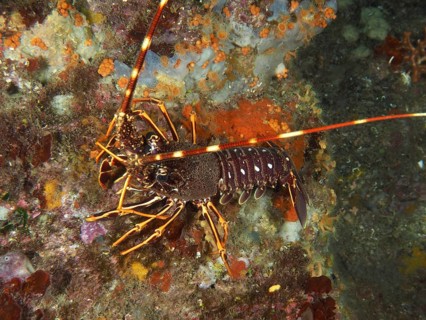 A European spiny crayfish (Palinurus elephas) on a colourful reef in the Mediterranean Sea near
