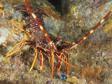 European spiny crayfish (Palinurus elephas) moving in a rocky underwater landscape in the