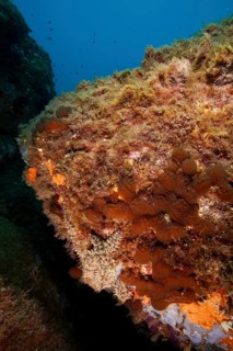 A large underwater rock formation with algae and clear water, hiding a well camouflaged ice star