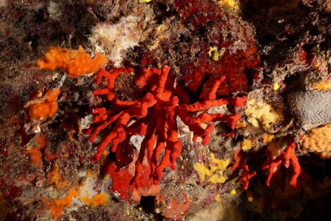 Noble coral (Corallium rubrum) in a lively underwater scene in the Mediterranean Sea near Hyères,