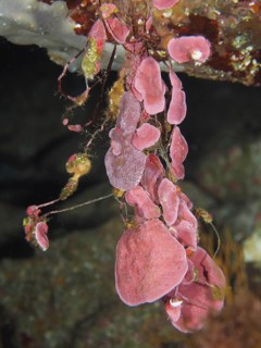 Spreading stone leaf (Mesophyllum expansum) hanging in a detailed underwater environment with algae