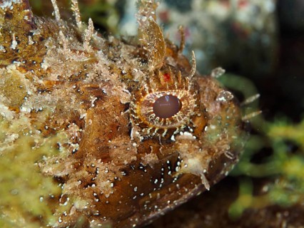 Portrait of Black scorpionfish (Scorpaena porcus) in the Mediterranean Sea near Hyères, dive site