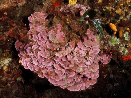 Spreading stone leaf (Mesophyllum expansum) on a rocky seabed in a natural underwater environment