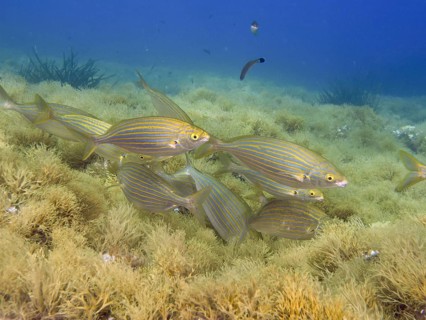 A shoal of striped fish, golden stripe (Sarpa salpa), swimming together over an overgrown