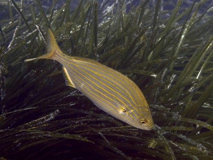 A striped fish, golden stripe (Sarpa salpa), swimming among seagrass, Neptune grass (Posidonia