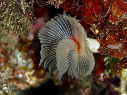 Whitish fan-shaped marine creature with decorative structures, Protula tubularia (Protula