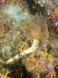 A sinuous, fan-shaped marine creature with fine details, Protula tubularia (Protula tubularia),