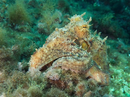 Octopus, Common Octopus (Octopus vulgaris) between algae on the seabed in the Mediterranean Sea