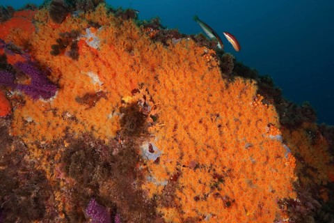 Fish swimming over a seabed covered with Yellow cluster anemone (Parazoanthus axinellae) in the
