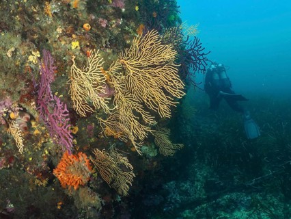 Colourful corals, yellow gorgonian (Eunicella cavolinii), on a steep wall under water, diver in the