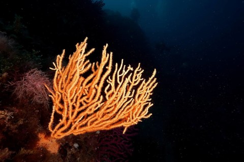 Bright yellow gorgonian (Eunicella cavolinii) stands out in the dark sea depths in the