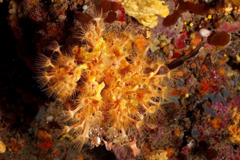 Detailed close-up of Yellow cluster anemone (Parazoanthus axinellae) in the Mediterranean Sea near