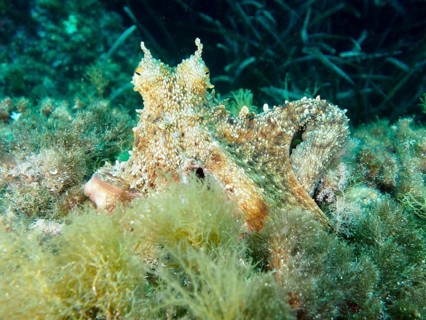 Well camouflaged octopus, Common Octopus (Octopus vulgaris), resting on algae-covered seabed in the