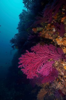 Dark underwater image of Violescent sea-whip (Paramuricea clavata) on a rock face in the deep