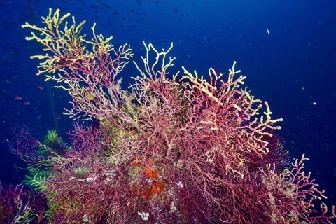Violescent sea-whip (Paramuricea clavata) in clear water in the Mediterranean Sea near Hyères, dive