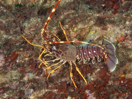 A European spiny crayfish (Palinurus elephas) in its natural environment on a seabed in the