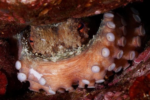 Octopus, Common Octopus (Octopus vulgaris), hidden in rocky underwater cave, showing tentacle
